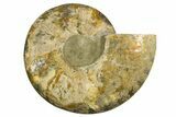 Cut & Polished Ammonite Fossil (Half) - Madagascar #317850-1